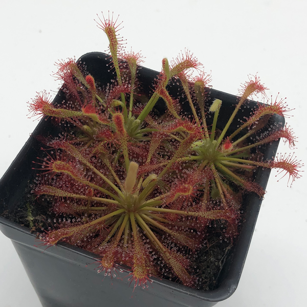 Drosera x Childhood Wishes | | Carnivorous Plant Nursery