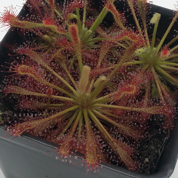 Drosera x Childhood Wishes | | Carnivorous Plant Nursery