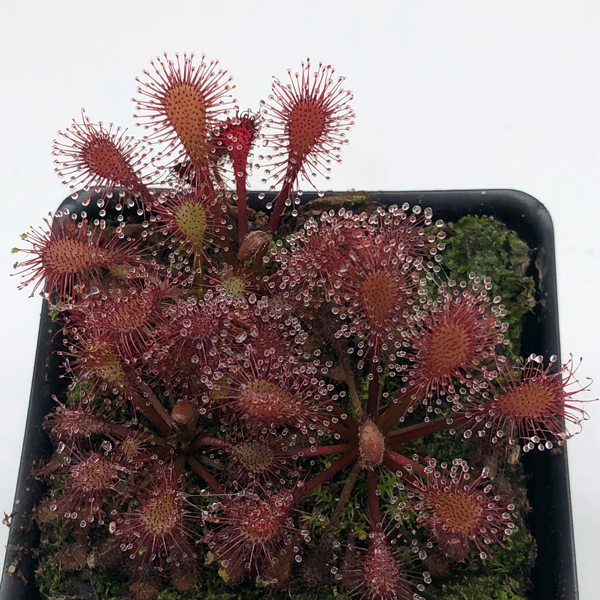 Drosera Lantau Island x anglica | | Carnivorous Plant Nursery