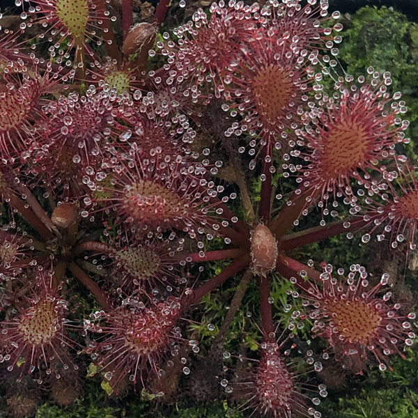 Drosera Lantau Island x anglica | | Carnivorous Plant Nursery