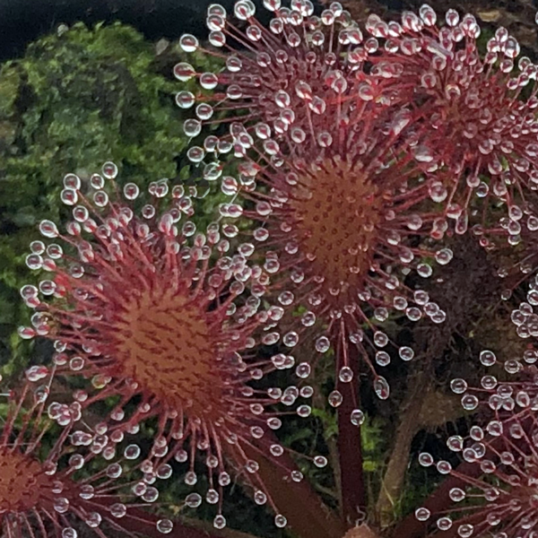 Drosera Lantau Island x anglica | | Carnivorous Plant Nursery