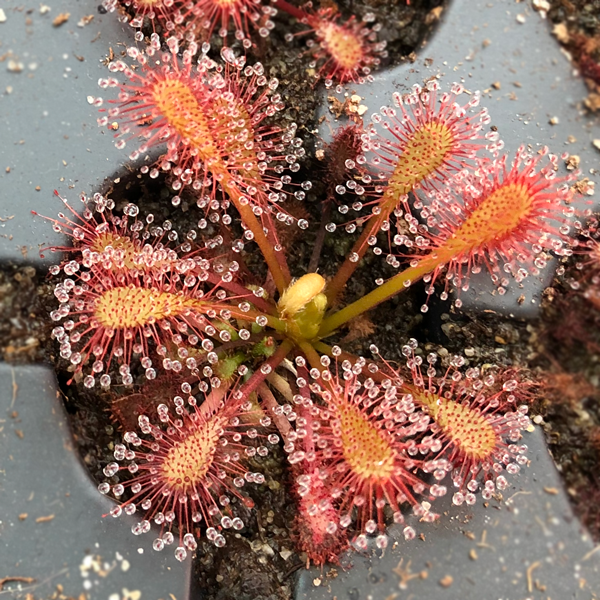 Drosera Lantau Island x capensis | | Carnivorous Plant Nursery