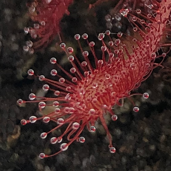 Drosera madagascariensis x spatulata | | Carnivorous Plant Nursery