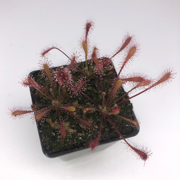 Drosera oblanceolata x anglica | | Carnivorous Plant Nursery