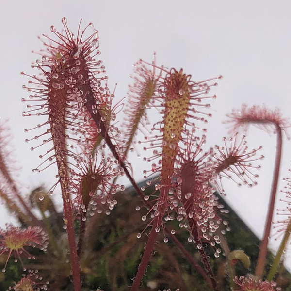 Drosera oblanceolata x anglica | | Carnivorous Plant Nursery