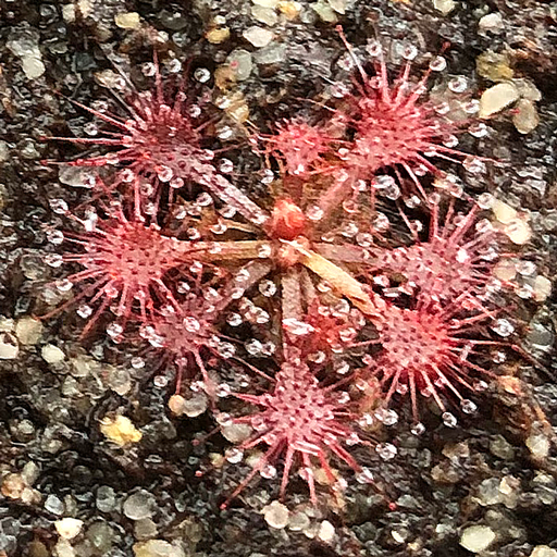 Drosera oblanceolata x spatulata gympiensis | | Carnivorous Plant Nursery