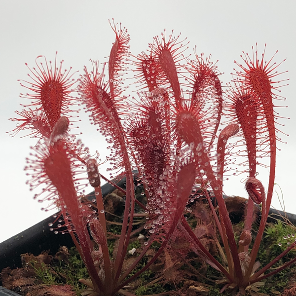 Drosera oblanceolata x spatulata Hartmeyer | | Carnivorous Plant Nursery