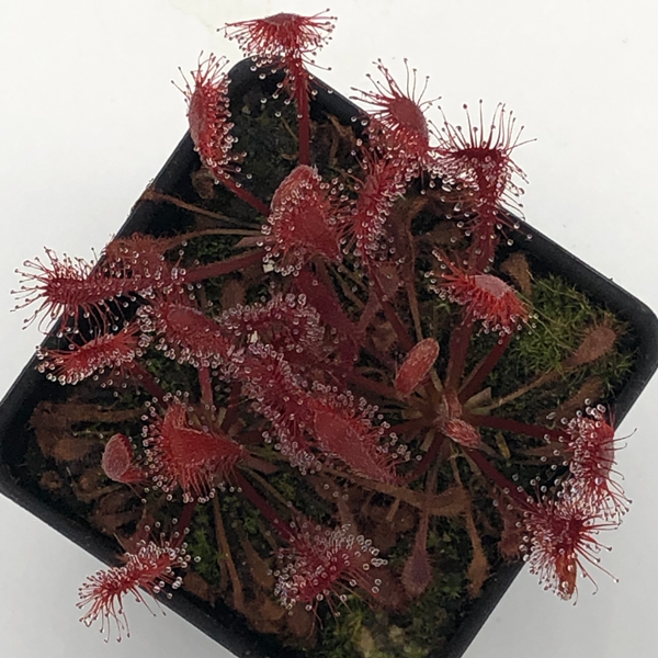 Drosera oblanceolata x spatulata Hartmeyer | | Carnivorous Plant Nursery