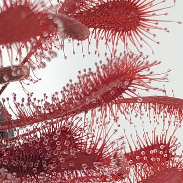 Drosera oblanceolata x spatulata Hartmeyer | | Carnivorous Plant Nursery