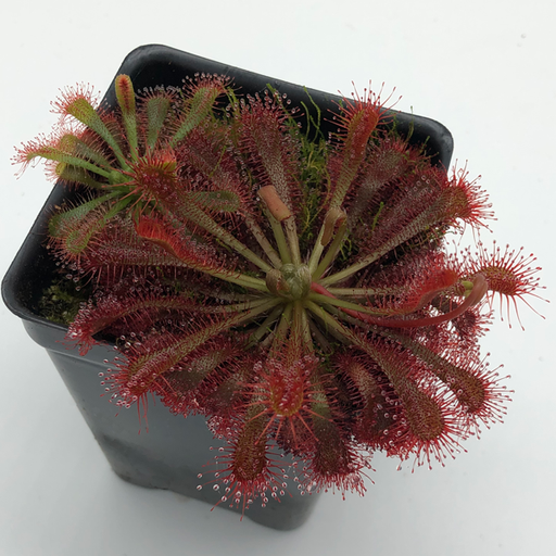 Drosera spatulata - Beenak | | Carnivorous Plant Nursery