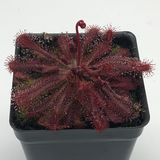 Drosera spatulata - Gold Coast | | Carnivorous Plant Nursery