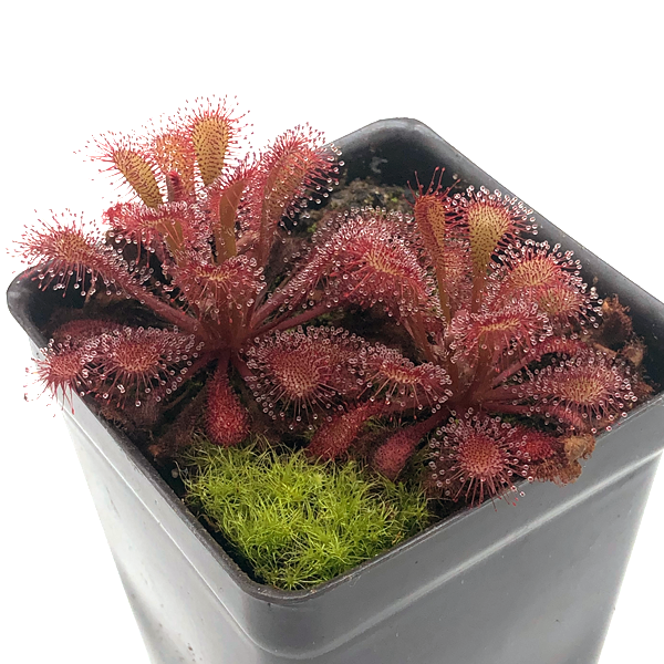 Drosera spatulata x anglica | | Carnivorous Plant Nursery