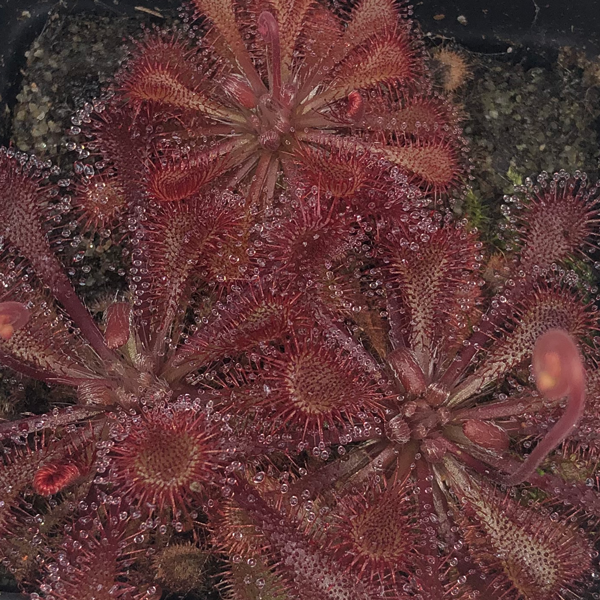 Drosera tokaiensis x spatulata | | Carnivorous Plant Nursery