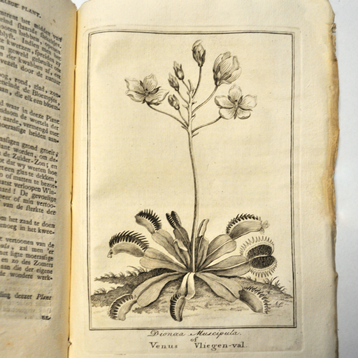 Lithograph Venus Flytrap, 1776 | | Carnivorous Plant Nursery