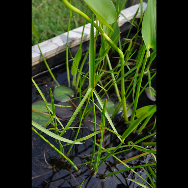 Englemann's Arrowhead | | Carnivorous Plant Nursery