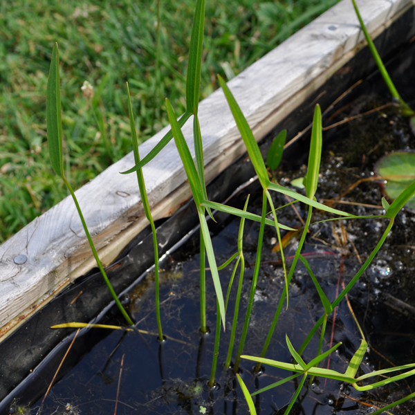 Englemann's Arrowhead | | Carnivorous Plant Nursery