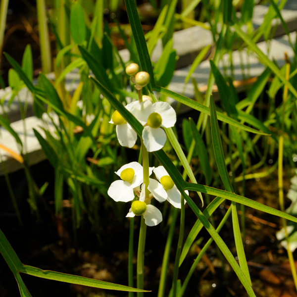 Englemann's Arrowhead | | Carnivorous Plant Nursery
