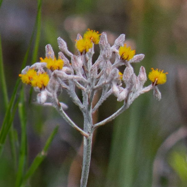 Golden Crest | | Carnivorous Plant Nursery