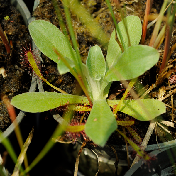 Golden Crest | | Carnivorous Plant Nursery