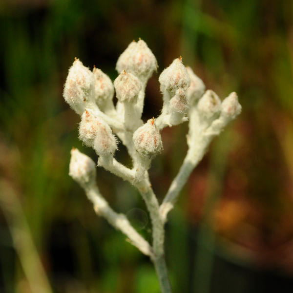 Golden Crest | | Carnivorous Plant Nursery