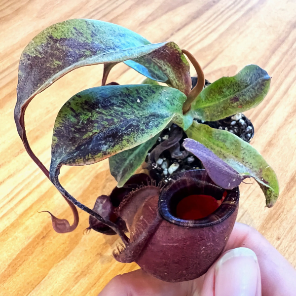 Nepenthes ampullaria x Black Miracle | | Carnivorous Plant Nursery
