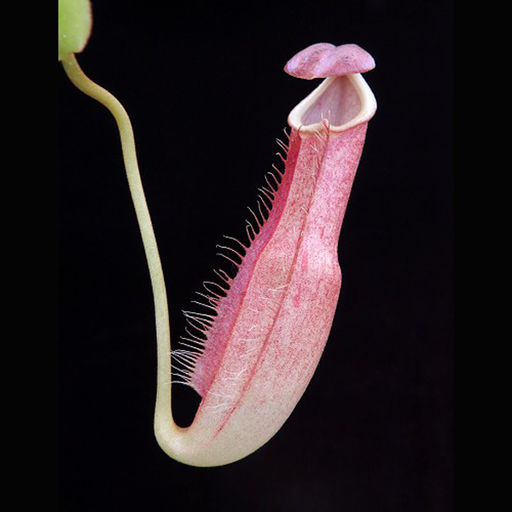 Nepenthes longifolia | | Carnivorous Plant Nursery