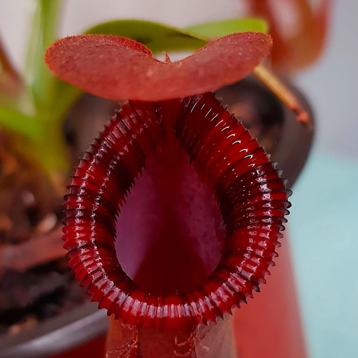 Nepenthes lowii x ventricosa | | Carnivorous Plant Nursery