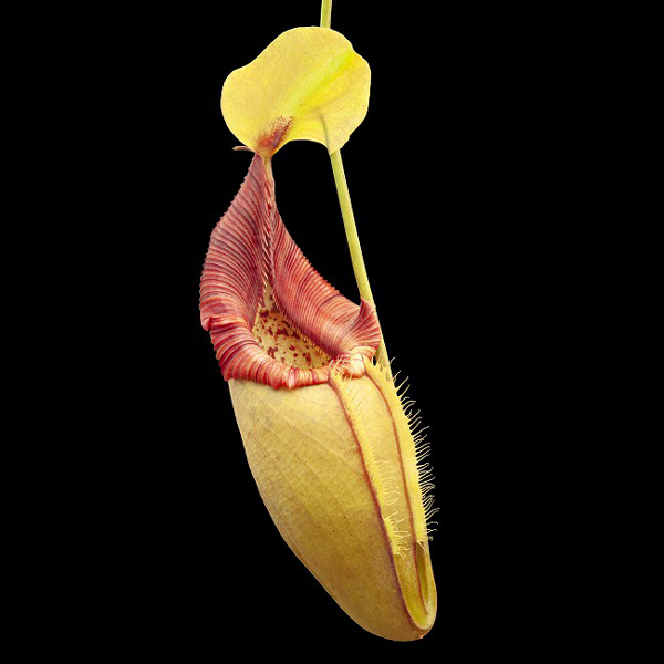 Nepenthes ovata | | Carnivorous Plant Nursery