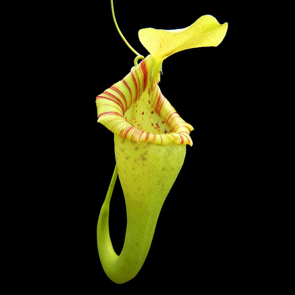 Nepenthes ovata | | Carnivorous Plant Nursery