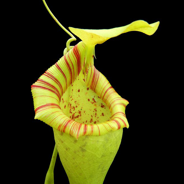 Nepenthes ovata | | Carnivorous Plant Nursery