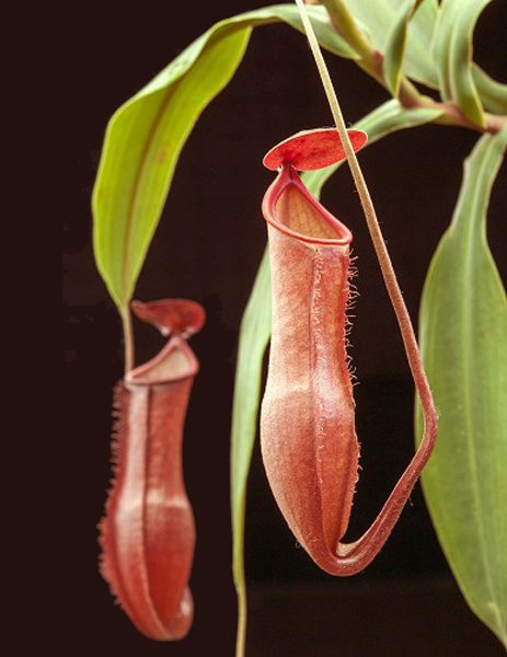 Nepenthes vieillardii | | Carnivorous Plant Nursery