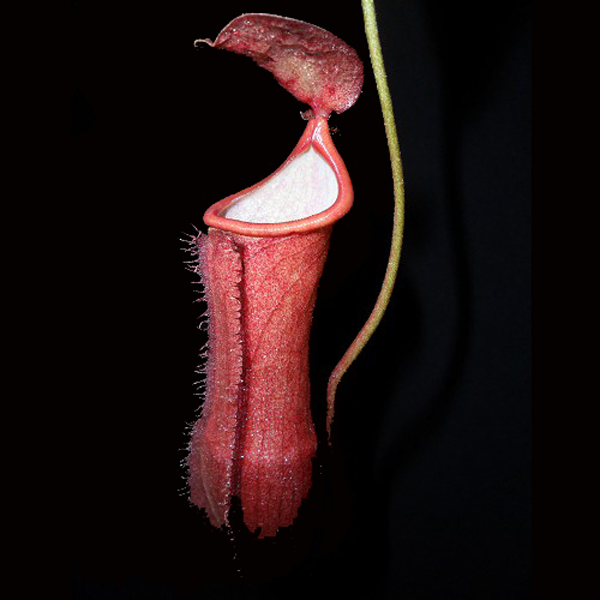Nepenthes vieillardii | | Carnivorous Plant Nursery