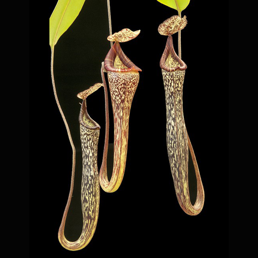 Nepenthes vogelii