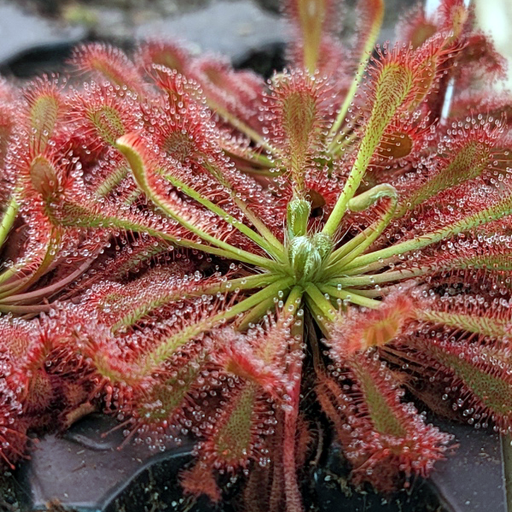 Drosera oblanceolata | | Carnivorous Plant Nursery