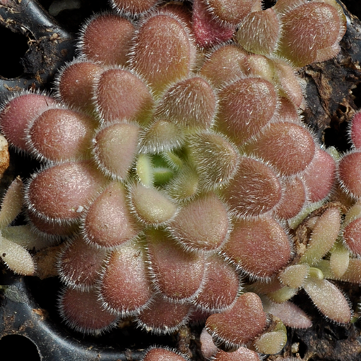Pinguicula agnata x gypsicola | | Carnivorous Plant Nursery