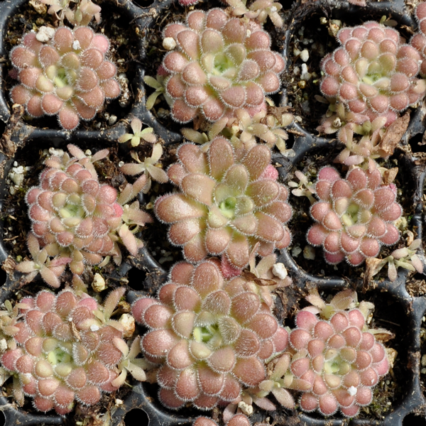 Pinguicula agnata x gypsicola | | Carnivorous Plant Nursery