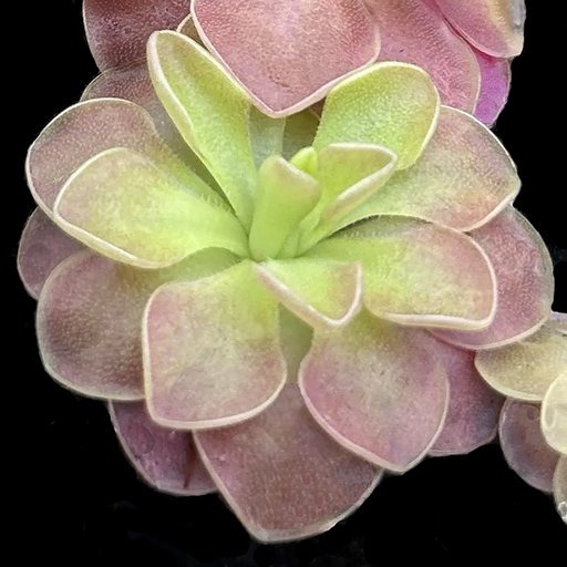 Guatemala Butterwort | | Carnivorous Plant Nursery
