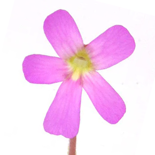 Guatemala Butterwort | | Carnivorous Plant Nursery