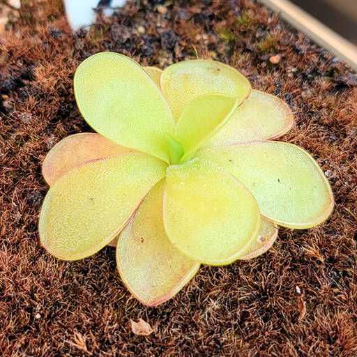 Ibarrae Butterwort | | Carnivorous Plant Nursery