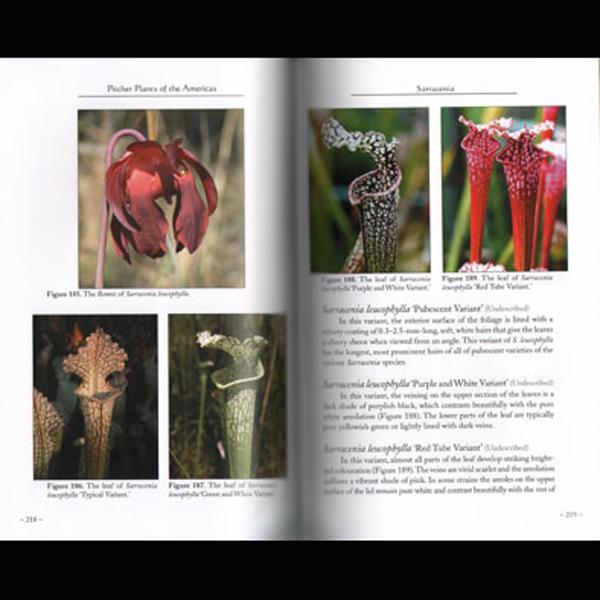 Pitcher Plants of the Americas | | Carnivorous Plant Nursery