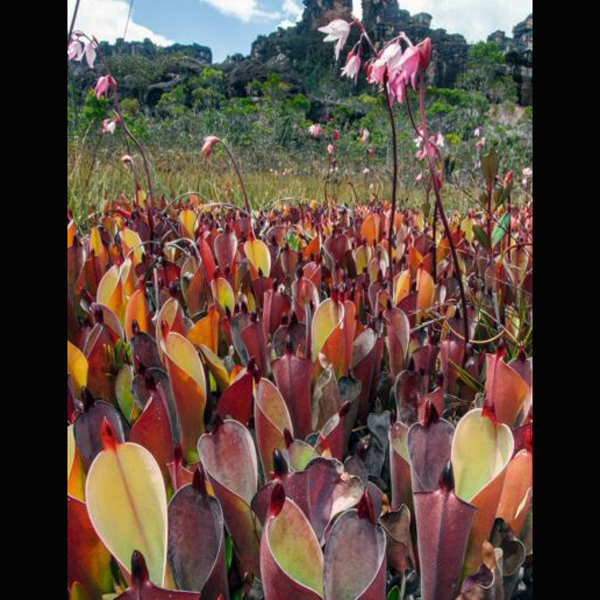 Plants of the Lost World, Redfern Press | | Carnivorous Plant Nursery