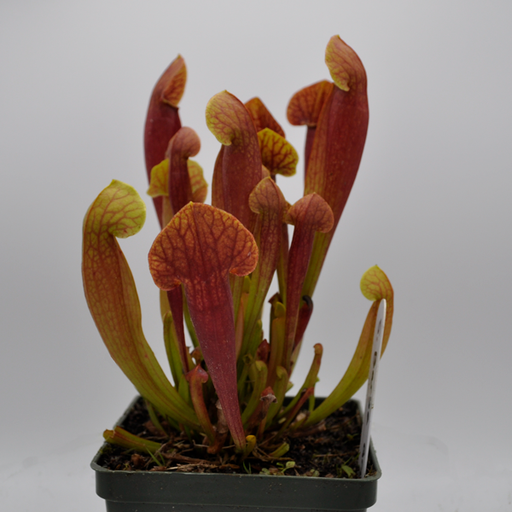Sarracenia x Barba Green | | Carnivorous Plant Nursery