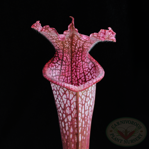 Sarracenia leucophylla - Hot Pink | | Carnivorous Plant Nursery
