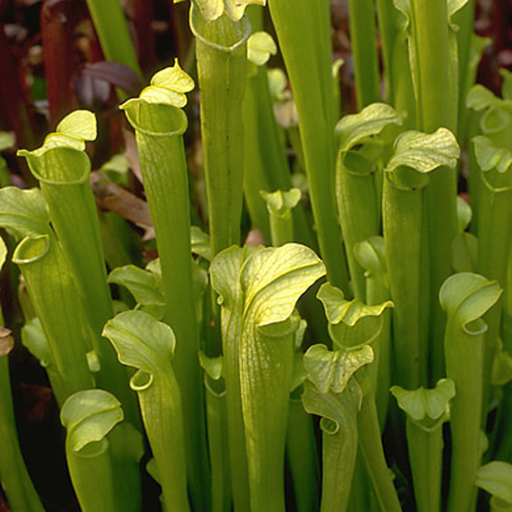 Sarracenia rubra gulfensis - All Green 