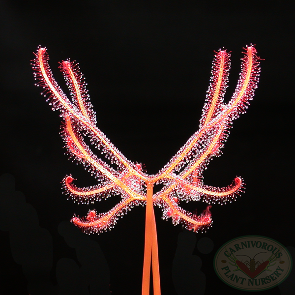 Staghorn sundew