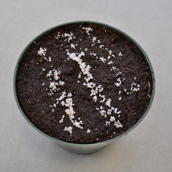 Stratification Sand | | Carnivorous Plant Nursery