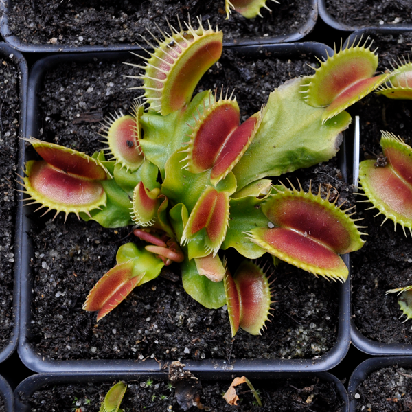 Venus Flytrap - Big Mouth | Medium - 2.5" Potted | Carnivorous Plant Nursery