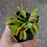 venus flytrap Flexx