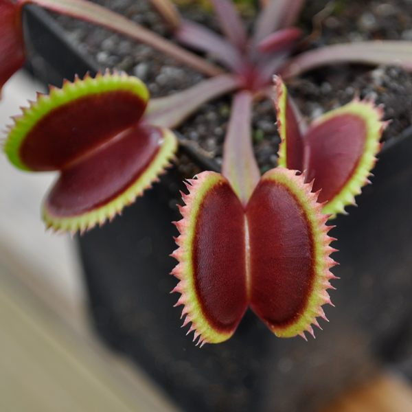 Venus Flytrap - Gold Strike | | Carnivorous Plant Nursery