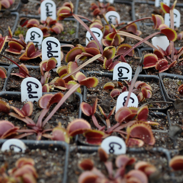 Venus Flytrap - Gold Strike | | Carnivorous Plant Nursery